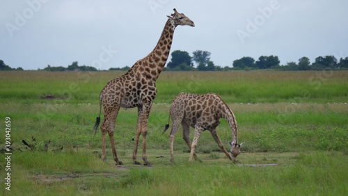 Giraffe drinks water from a pond