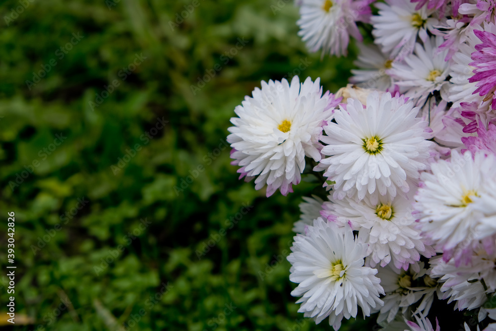 Bush of flowers of chrysanthemums with green background and copy-space. Bush of autumn flowers. Close-up. Selective focus. Bush of flowers of chrysanthemums with green background and copy-space. Bush of autumn flowers. Close-up. Selective focus.