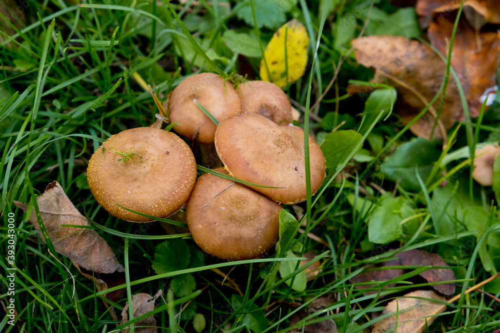 Autumn mushrooms honey agarics close-up in green grass. Selective focus. Autumn mushrooms honey agarics close-up in green grass. Selective focus.