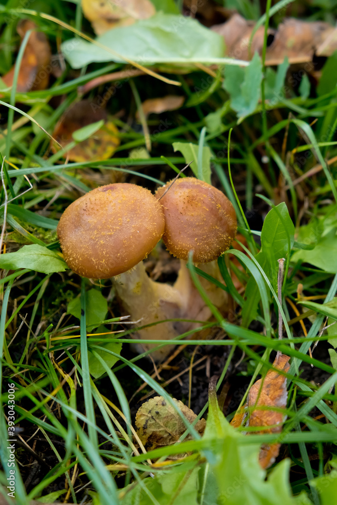 Autumn mushrooms honey agarics close-up in green grass. Selective focus. Autumn mushrooms honey agarics close-up in green grass. Selective focus.