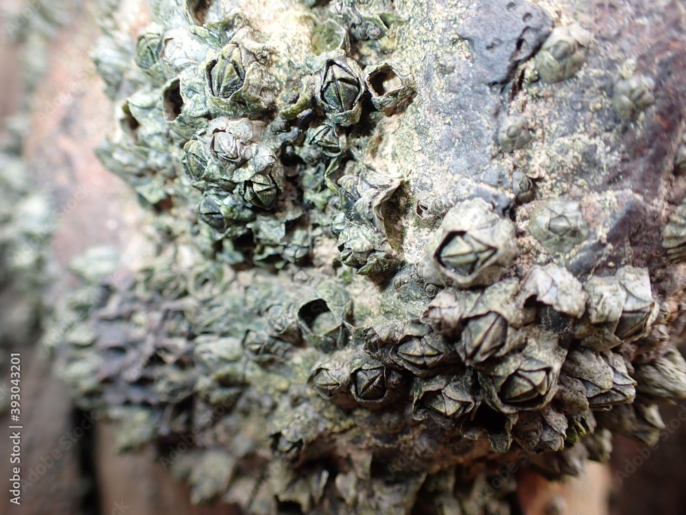 Pier Barnacles Pier Barnacles