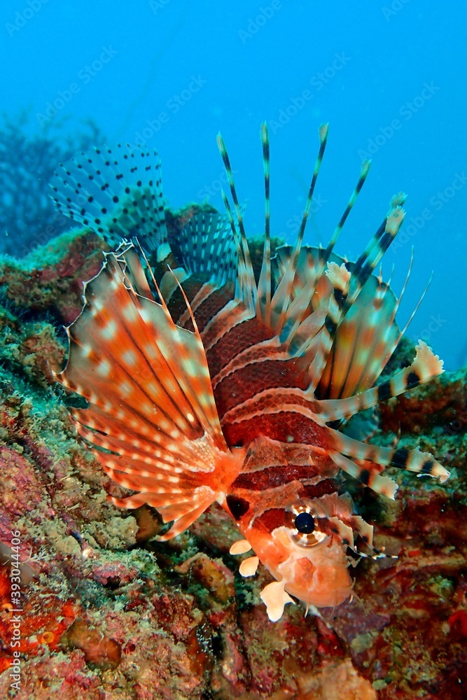 dwarf lionfish dwarf lionfish