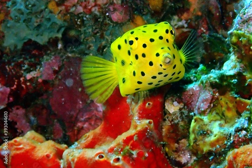 yellow boxfish juvenile