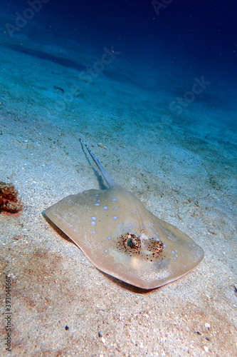 Blue spotted stingray