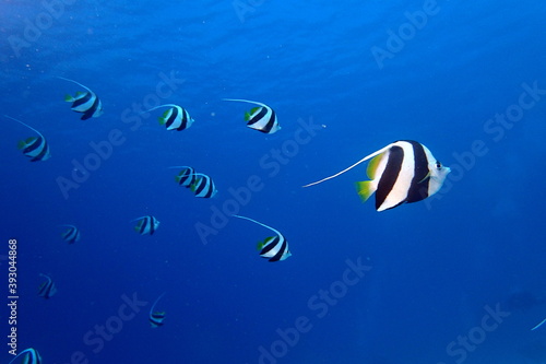 School of bannerfish