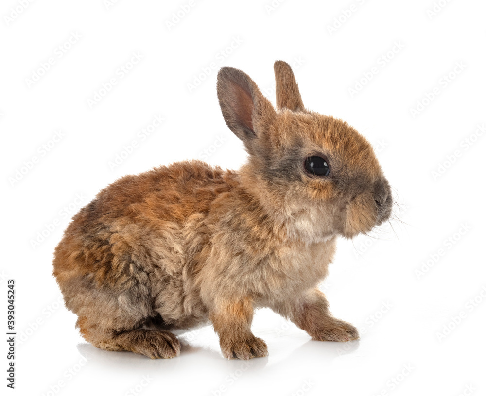 Obraz premium rex rabbit in studio