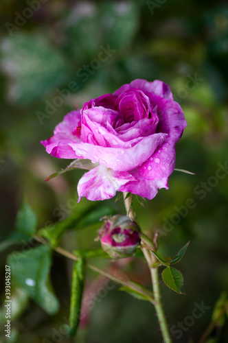 garden rose in summer