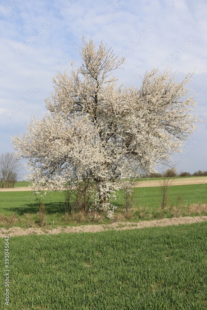 A wild plum that blooms beautifully in the spring - mirabelle plum, fits into the beautiful landscape A wild plum that blooms beautifully in the spring - mirabelle plum, fits into the beautiful landscape