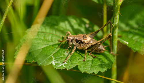 dark bush-cricket (Pholidoptera griseoaptera) on leaf © Petr