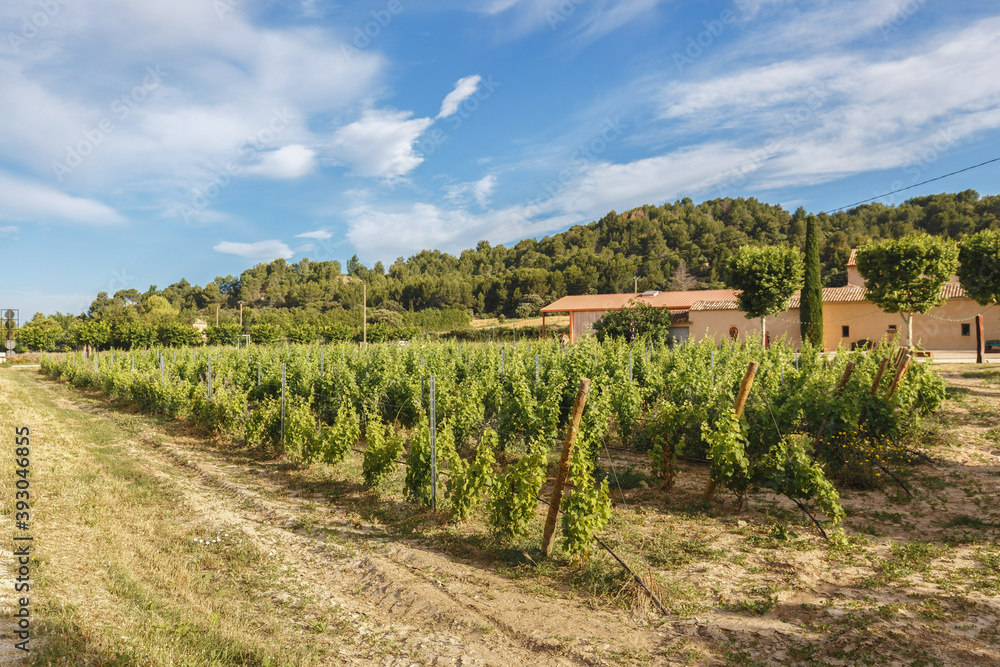 Vineyards in the countryside of the Provence region in south France