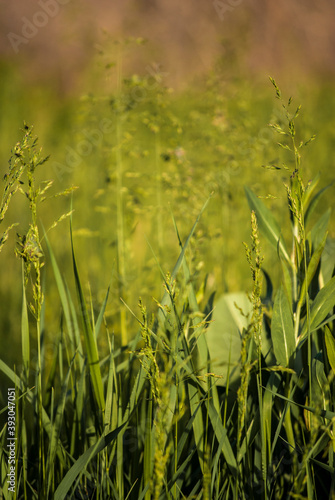 green wheat field