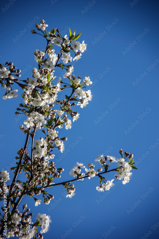Blooming fruit tree is a symbol of freshness and spring. Flowering branch on a blue background. Selective focus. Blur. Blooming fruit tree is a symbol of freshness and spring. Flowering branch on a blue background. Selective focus. Blur.