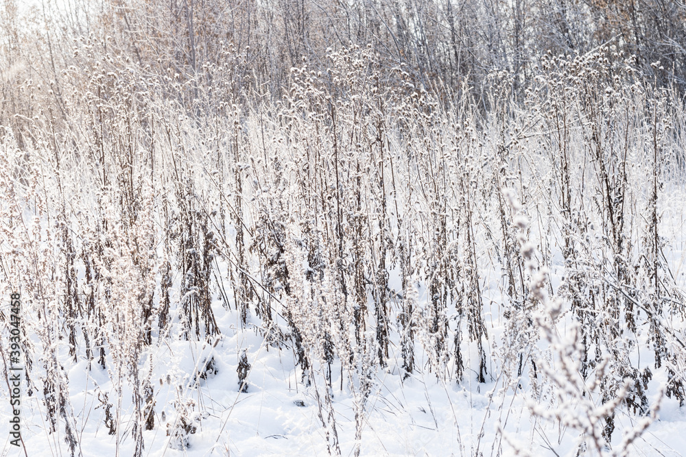Obraz premium Winter landscape dry grass in the forest of the setting sun
