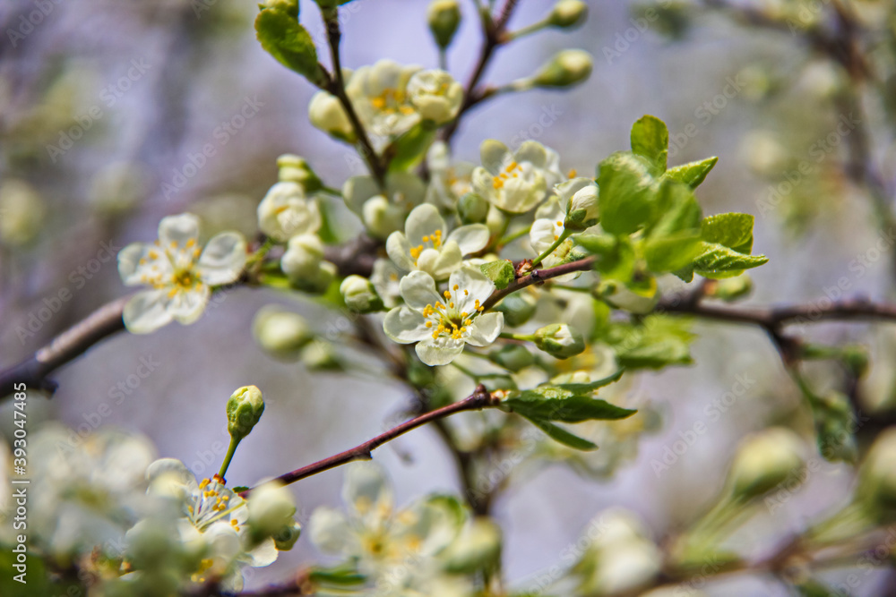 Blooming fruit tree is a symbol of freshness and spring. Flowering branch on a dark background. Selective focus. Blur. Blooming fruit tree is a symbol of freshness and spring. Flowering branch on a dark background. Selective focus. Blur.