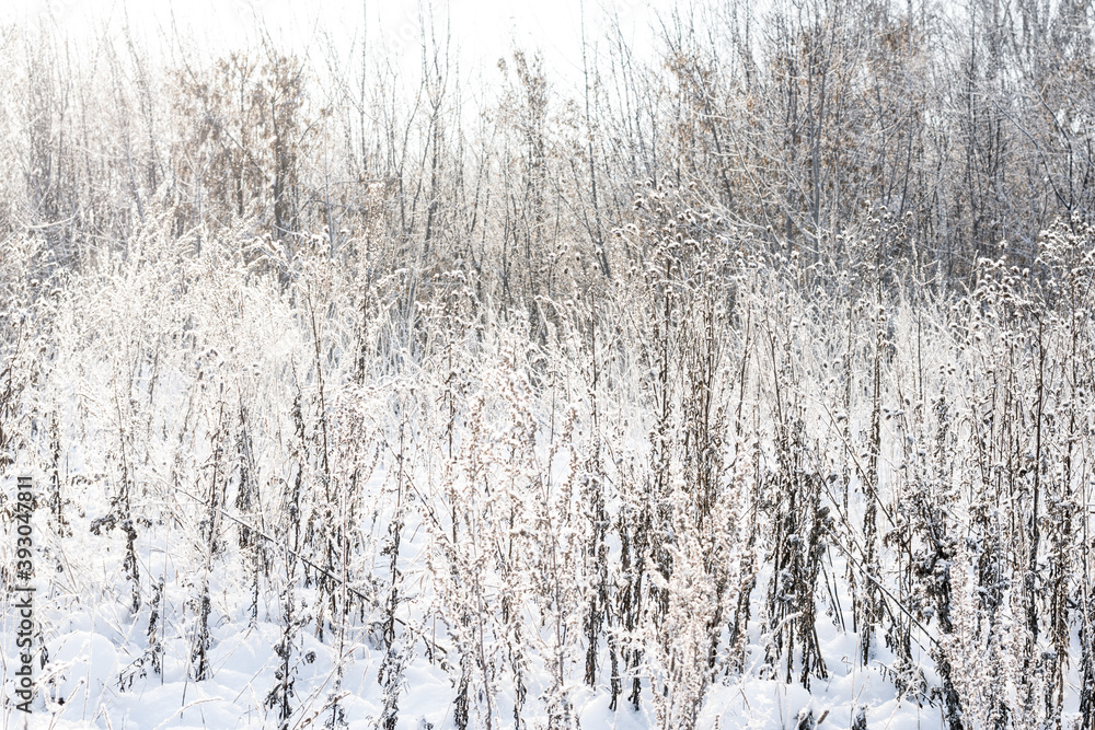 Fototapeta premium Winter landscape dry grass in the forest of the setting sun