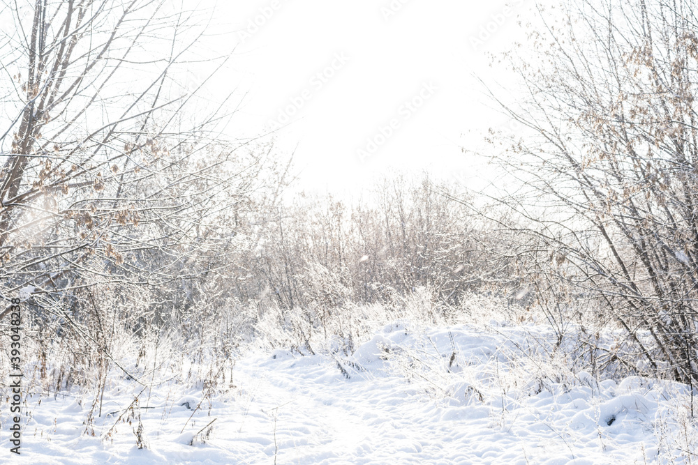 Winter landscape dry grass in the forest of the setting sun Winter landscape dry grass in the forest of the setting sun