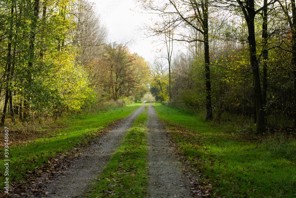 Naklejka premium Dutch Woodland Road To Nowhere, Horsterwold Flevoland, Autumn Colors, November Days, Nikor 50 mm 1.4 G