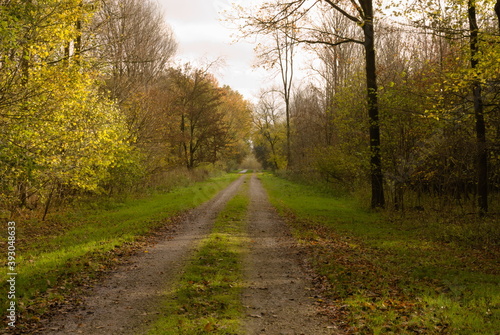 Dutch Woodland Road To Nowhere, Horsterwold Flevoland, Autumn Colors, November Days, Nikor 50 mm 1.4 G