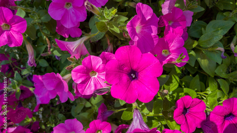 A pretty pink flower in full bloom A pretty pink flower in full bloom