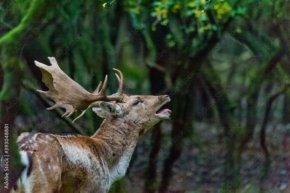 deer in the woods deer in the woods