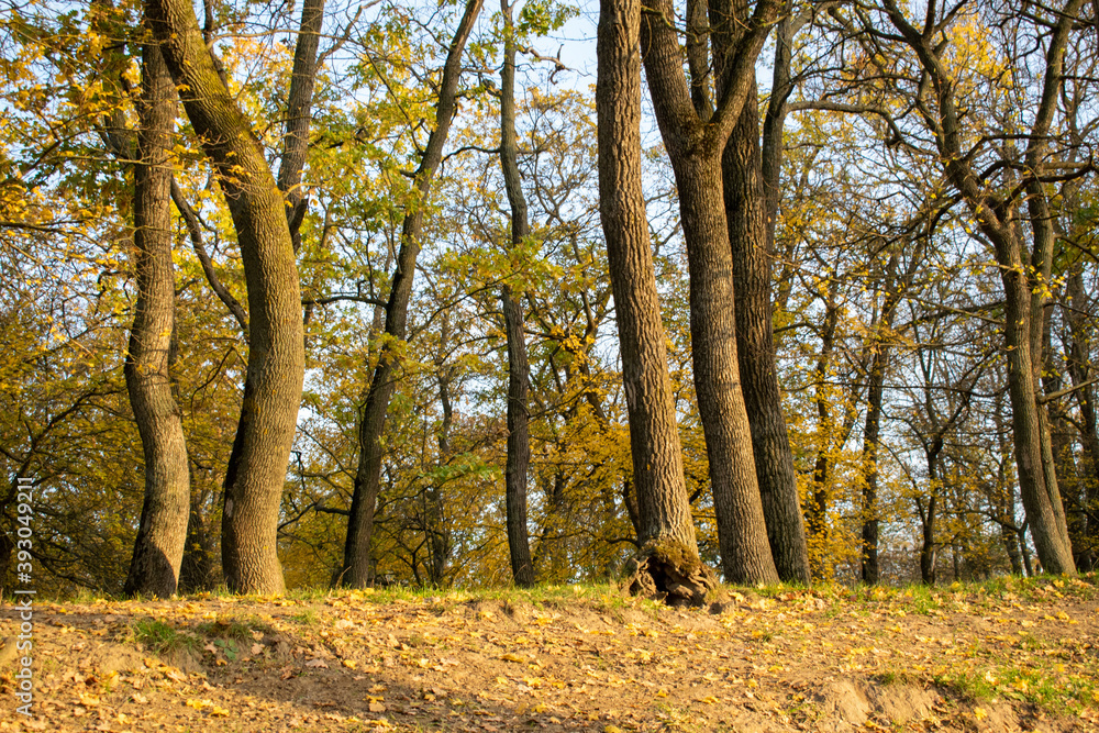 Fototapeta premium Sunset in the autumn plain forest