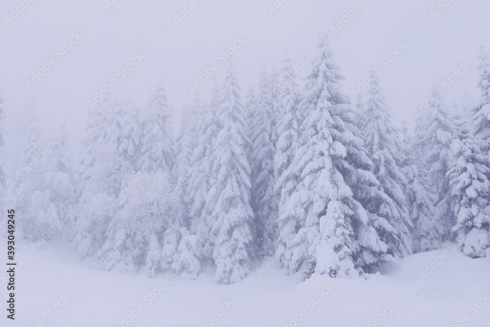 A pine forest covered in thick snow blanket in extreme weather