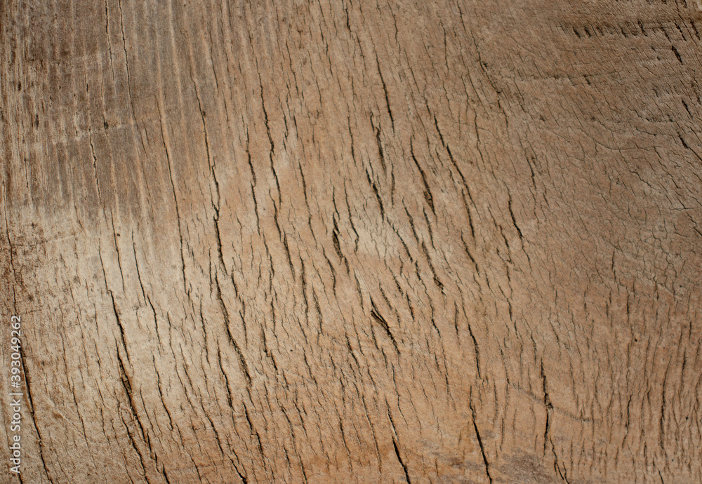 Texture of wooden surface, palm trunk