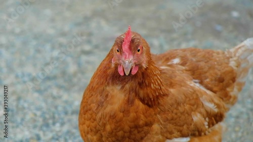 Red chicken walking in the fresh air, close-up portrait