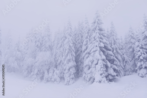A pine forest covered in thick snow blanket in extreme weather © Atanas Tsvetkov