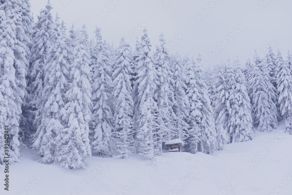 Fototapeta premium Shelter in the pine trees forest covered with thick snow