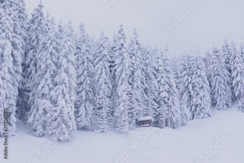Shelter in the pine trees forest covered with thick snow