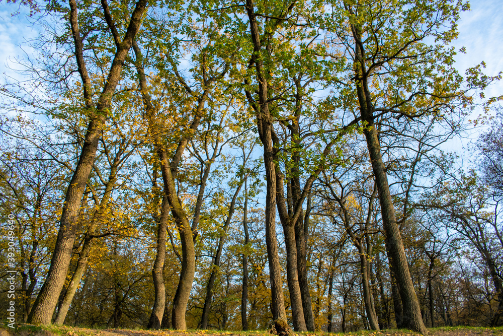 Sunset in the autumn plain forest