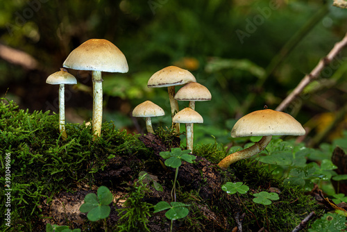 Pilze im Herbstwald.