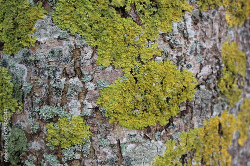 moss on tree bark © Malin