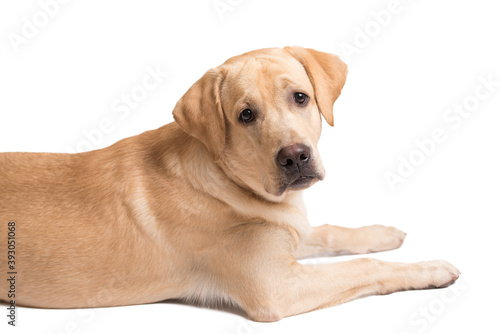 Beauty labrador retriever dog isolated on white background