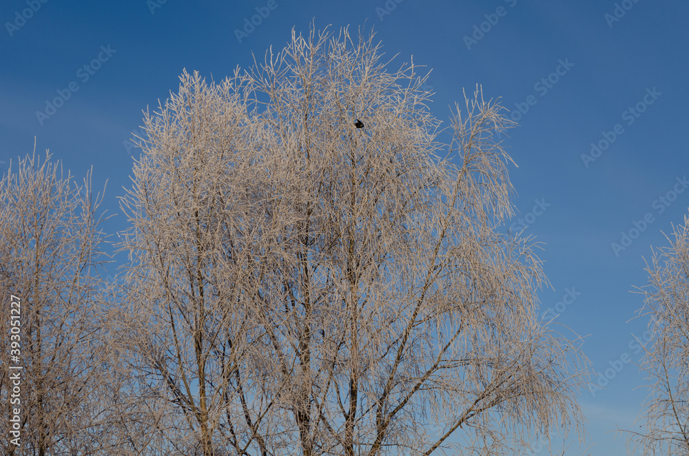 frosty tree and black jackdaw, nature frosty tree and black jackdaw, nature