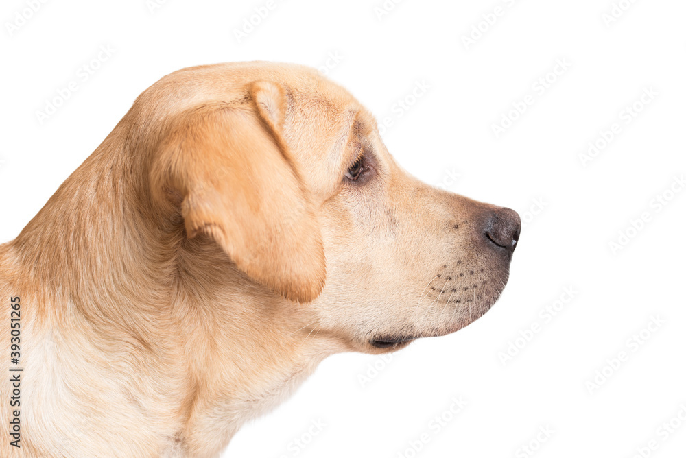 Beauty labrador retriever dog isolated on white background Beauty labrador retriever dog isolated on white background