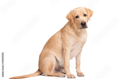 Beauty labrador retriever dog isolated on white background