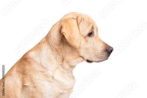 Beauty labrador retriever dog isolated on white background