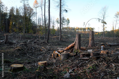 Abgeholztes Waldgebiet mit Baumstümpfen, gefällten Baumstämmen und Ästen auf dem Waldboden und einzelne stehen gelassene Bäume - Stockfoto