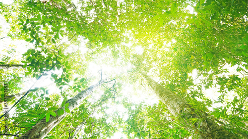 Colorful green leaves from treetop with sunbeam from sky