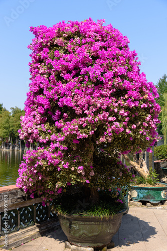 Blooming bougainvillea in classical Chinese garden