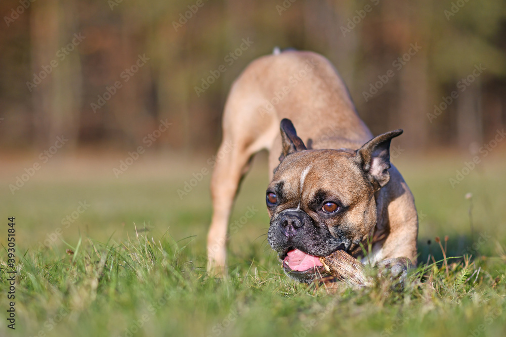 French Bulldog dog chewing on a piece of wooden branch stick on green meadow