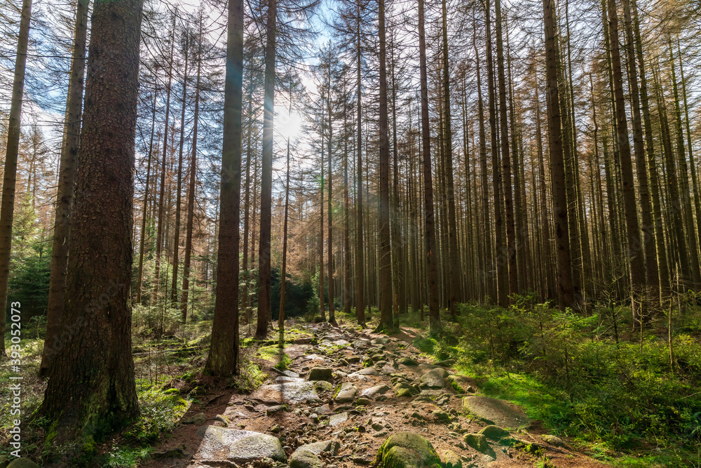 Fototapeta premium Stony path through a forest in the Harz mountains