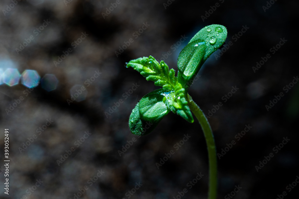 Baby Cannabis Plant. The Vegetative Stage Of Marijuana Growing. Stock ...