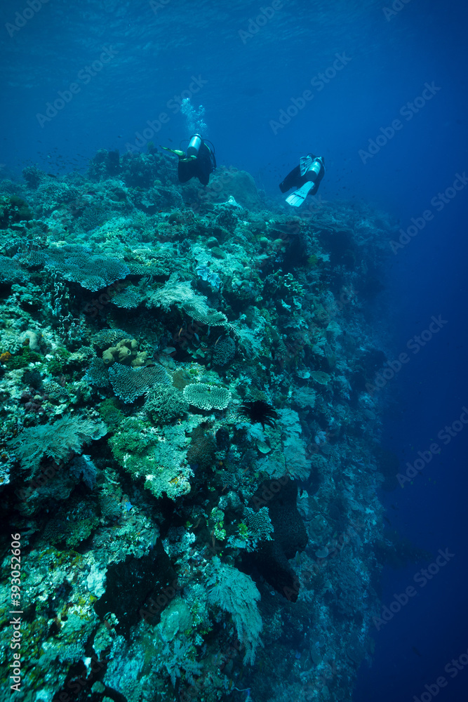 Fototapeta premium Divers underwater on top reef underwater in blue ocean