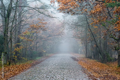 An old road paved with stones leading to Palmiry Memorial Museum  Kampinos National Park  Poland. Colorful oak leaves are all around the road. Selective focus on the foliage  blurred background.