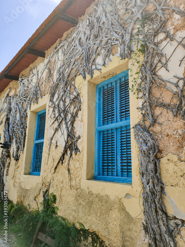 Overgrown house with blue windows