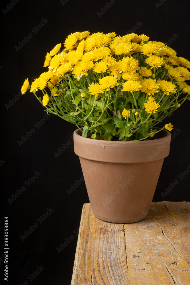 Top view of yellow chrysanthemum pot on wooden table and black background, vertical, with copy space Top view of yellow chrysanthemum pot on wooden table and black background, vertical, with copy space
