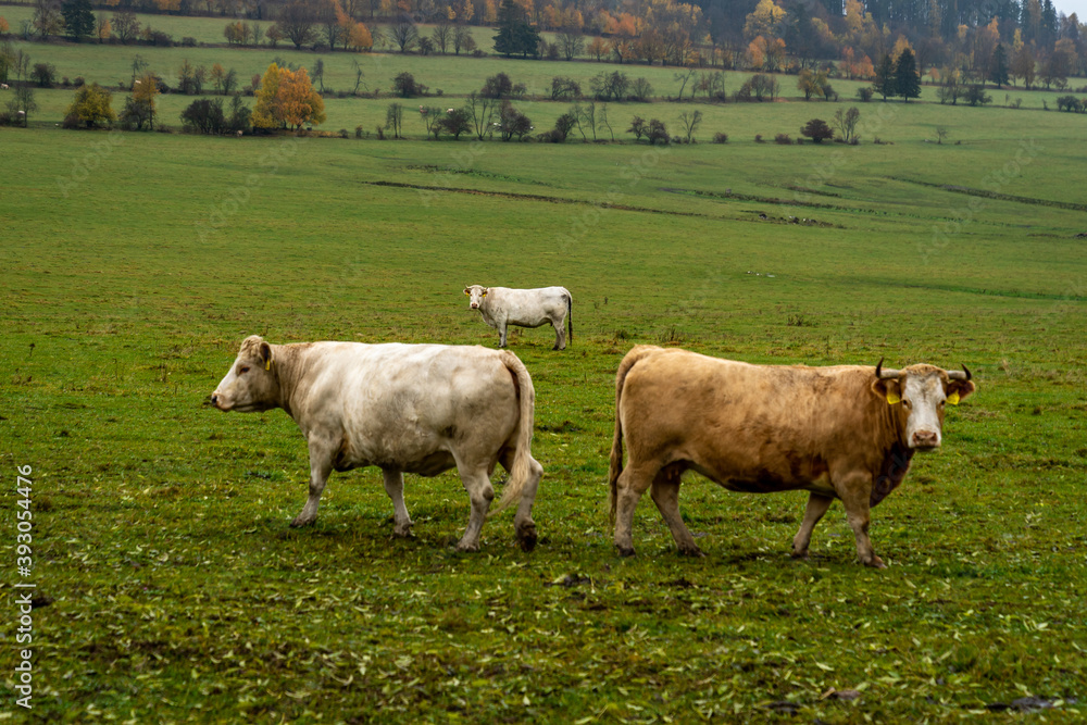 bulls on a green pasture in autumn bulls on a green pasture in autumn